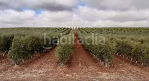 Foto 2d613af6-f5f9-43e3-b737-eb30a69e47dc. Finca rústica a Palma del Río