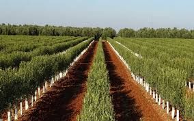Fondo rustico in Palma del Río. Finca de olivar superintensivo  con almazara industrial
