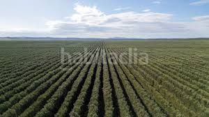 Foto 71eb05d2-c786-4523-a47d-0f965efc178b. Finca rústica a Palma del Río