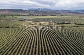 Foto bc5c1462-5675-4957-95e2-5c53343e9ef3. Finca rústica a Palma del Río