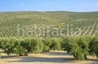 Foto 1ee8c24a-50af-4d95-a670-e3f70b76c94e. Finca rústica a Campillos