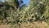 Foto 7585e0e1-dab7-44ce-b22d-febffdc31416. Finca rústica a Campillos