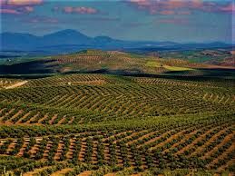 Finca rústica a Baena. Exclusiva finca olivarera de alto rendimiento con almazara