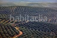 Foto c82252f0-8b67-4ce0-ad2b-39b7dae8ea09. Finca rústica a Baena