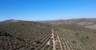 Finca rústica a Villanueva De La Concepción. Se vende extraordinaria finca olivarera en málaga.