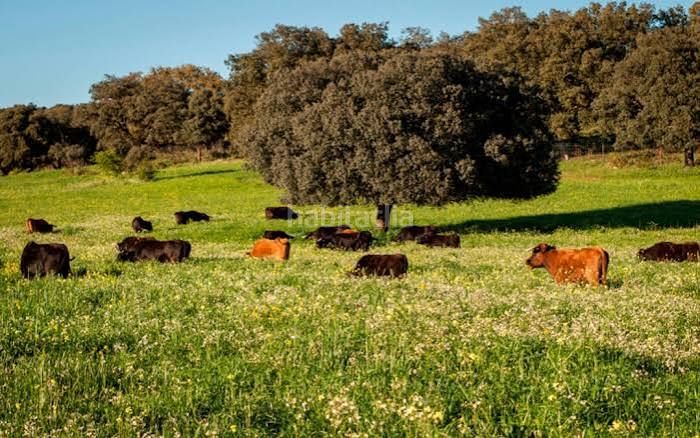 Foto ab16fb91-9880-4df1-b262-588a66bd3b66. Finca rústica a Montilla