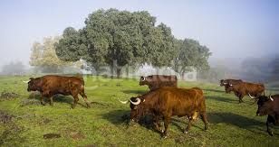 Foto c7f59305-ebfc-4da6-a6df-fd1944cc5e76. Finca rústica a Montilla