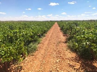 Finca rústica a Tarancón. ¡espectacular finca rústica de 634 hectáreas en tarancón¡