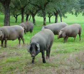 Landgut in Montilla. Matadero de cerdo iberico en andalucia