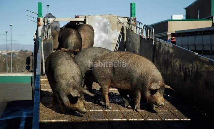 Foto d7c5940f-0ac7-410c-b895-f3f63d4712f1. Finca rústica a Montilla