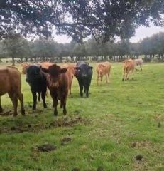 Fondo rustico in Labradores. Espectacular dehesa ganadera y agrícola de 735 ha  salamanca