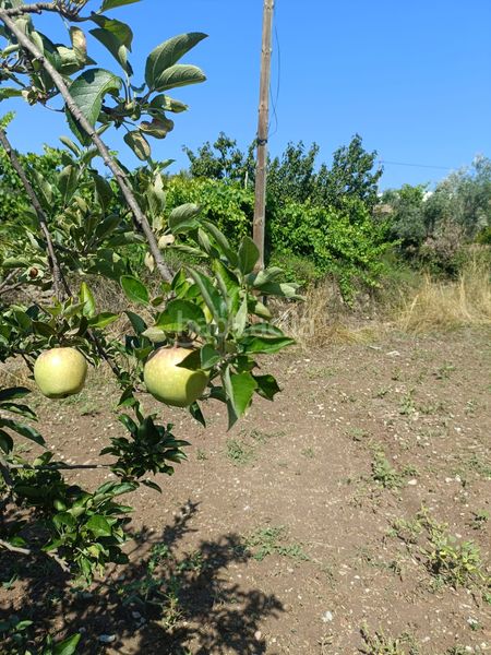 Foto fb650d04-26f6-4523-a81f-5ff0a04f8255. Finca rústica a Jérica