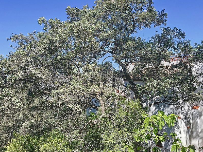 Foto 3abc5168-f263-4603-a3e2-b2c23cb1f901. Masia a Comares