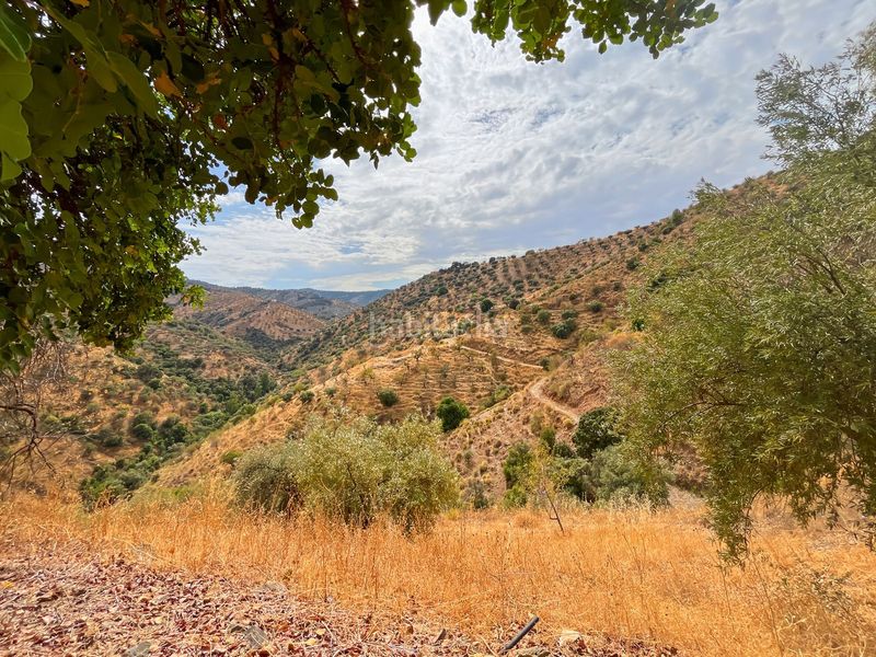 Foto 7f116fdd-dcbb-45fa-a9db-6a8a44653bed. Masia amb aparcament a Olías Málaga