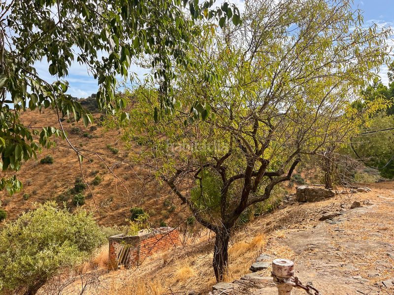 Foto ed48689a-999e-417a-994f-51ba84d4d79c. Masia amb aparcament a Olías Málaga