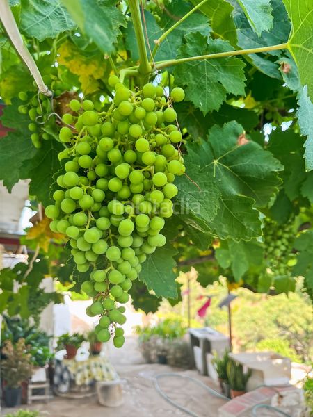 Foto 15710f3d-d4e2-4957-a6eb-d124cb422c4f. Masia a Comares