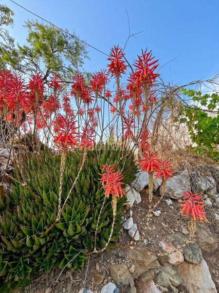 Foto 3ae6c721-a9b4-4d24-ba5e-cc8a720773b5. Masia a Comares