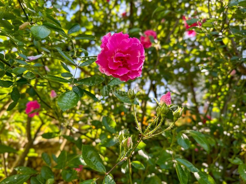 Foto 522b4faa-2e7f-4fa1-b3bf-f9ded2768897. Casale con parcheggio piscina in Centro Alhaurín el Grande