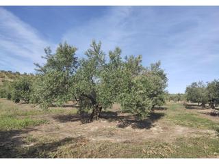 Propriété à Baena. 4 fanegas de olivar tradicional