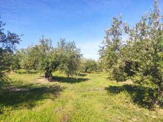 Finca rústica a Avenida castro del río 66c. Fanega y media de olivar