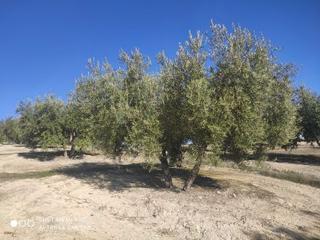 Finca rústica a Baena. 1 fanega olivar