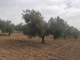 Propriété à Baena. Finca de 6 hectareas olivar 1 pie