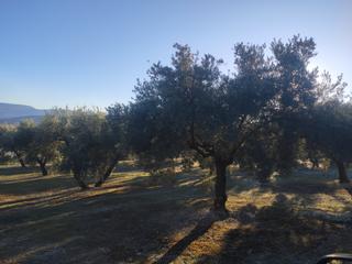 Finca rústica a Baena. 2,5 fanegas de olivar joven puertas de baena