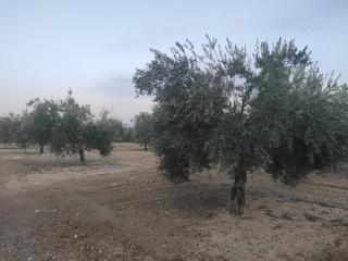 Propriété à Baena. Olivar de 7 fanegas , cinco a un pie