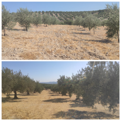 Propriété à Baena. Olivar a pie de carretera , planta de 1 pie