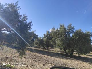 Propriété à Baena. 10 faengas de olivar marteño