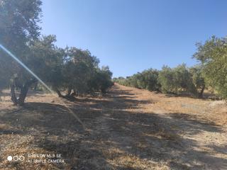 Finca rústica a Luque. 6,5 fanegas de riego