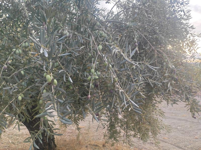 Foto 096f3d8a-c5f2-43eb-9224-e45781d1a78c. Finca rústica a ciudad de Baena 104 a Baena