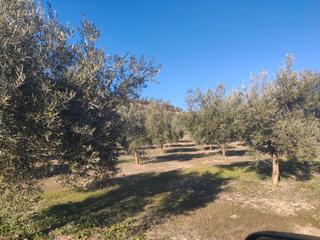 Propriété  Ciudad de baena. Seis fanegas y media olivar de 1 pie