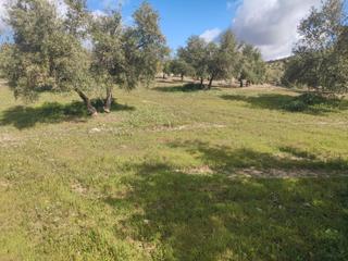 Propriété à Ciudad de baena 68. Parcela de 1,5 fanegas