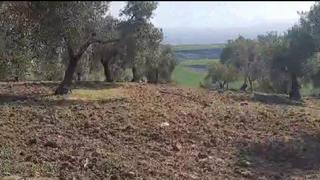 Propriété à Ciudad de baena 68. Olivar de 7 fanegas marteño  , de 1 pie