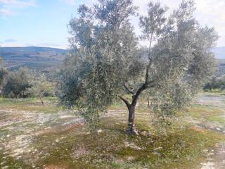 Propriété à Ciudad de baena 68. 5 fanegas de olivar joven
