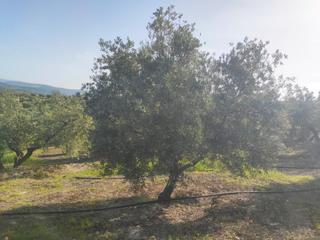 Propriété à Ciudad de baena 68. 20 fanegas de olivar entre baena y albendin, pozos , luz