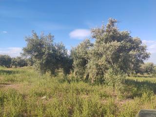 Propriété à Calle sol 27. Cinco fanegas y media de olivar marteño