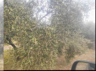 Finca rústica a Ciudad de baena 68. 3 fanegas de olivar muy cerca de baena