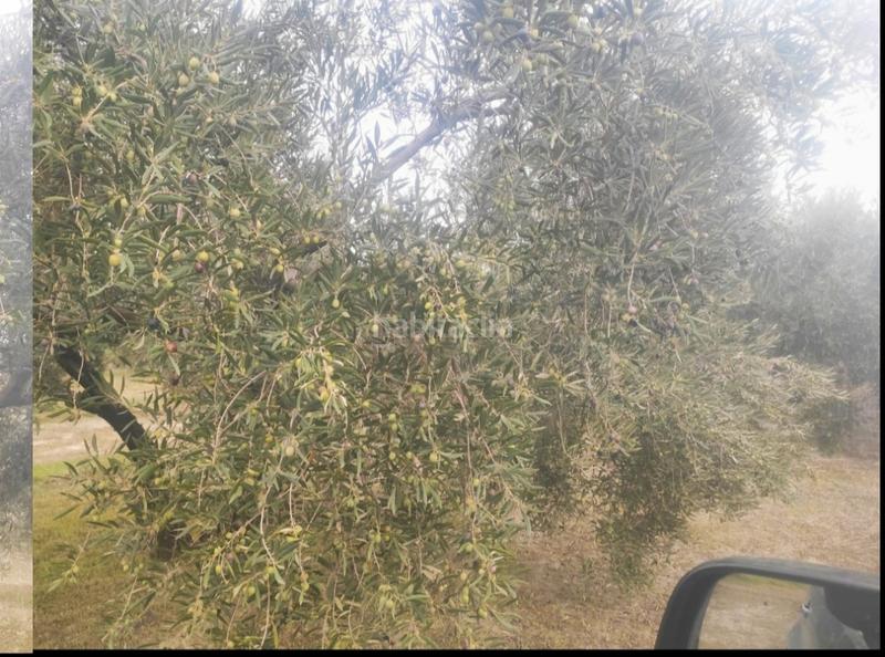 Foto 64eb0564-d156-4836-b8e6-a8ef4d374fe8. Rural plot in ciudad de Baena 68 in Baena