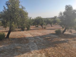 Propriété à Ciudad de baena 68. 17 fanegas de olivar reconvertido a 1 pie