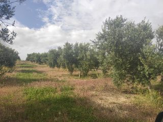 Finca rústica a CIUDAD DE BAENA 68