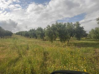 Finca rústica a CIUDAD DE BAENA 68