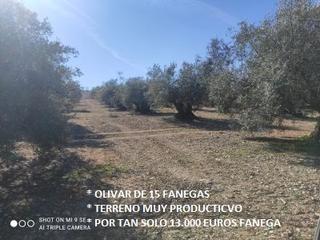 Finca rústica a Avenida castro del río 66c. 9.5 fanegas de olivar a 11.500 euros la fanega