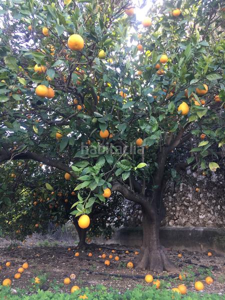 Foto 97103540-e96f-4066-880a-a25b2266df21. Finca rústica terreno en venta en benifla en Beniflá