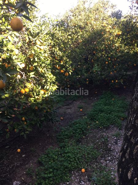 Foto ef3ae358-ab72-4af8-bc08-4c2e41c87f7d. Finca rústica terreno en venta en benifla en Beniflá