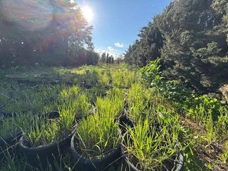 Masia a Coreses. Finca con pozo, contrucciones  y vivero en la recta de coreses
