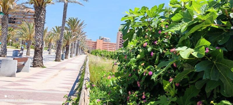Foto 64656cbf-d936-4cab-acea-6633e6414947. Planta baja apartamento en planta baja en primera línea de playa en Elche / Elx