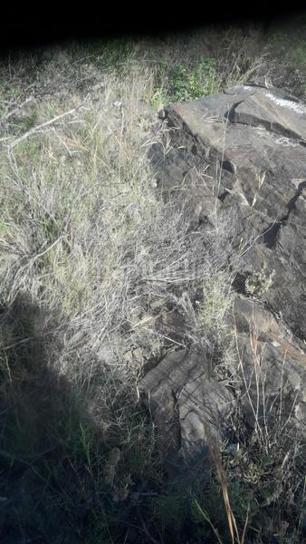 Foto cdbd4a85-2d91-46cb-baca-02734bc92022. Terreny residencial a Cadaqués