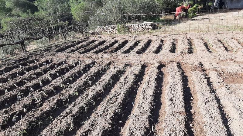 Foto 17c5227a-56d1-4e8c-b3e7-c60b01890eb1. Miete haus mit pool in Catllar (El)